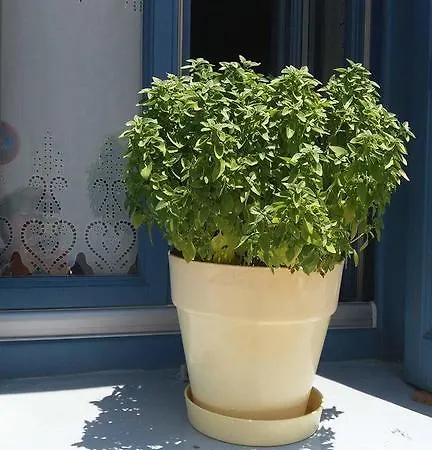 Artemis 3* Folégandros